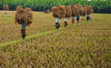 Crop Insurance Scheme Benefits Companies More Than Farmers; Industry Earned 85 Per Cent Profit ...