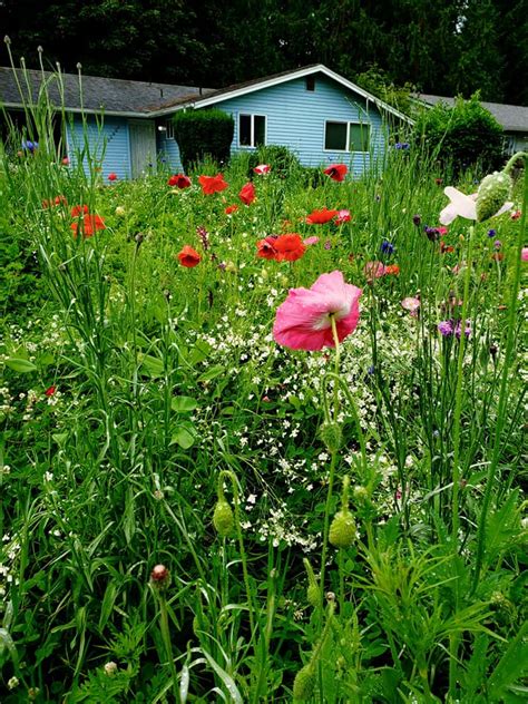 How to Have a Wildflower Lawn - FirstFruits Landscaping