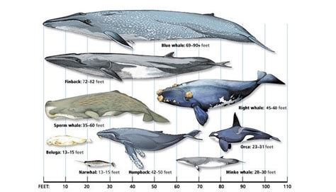 North Atlantic Right Whale Size Comparison