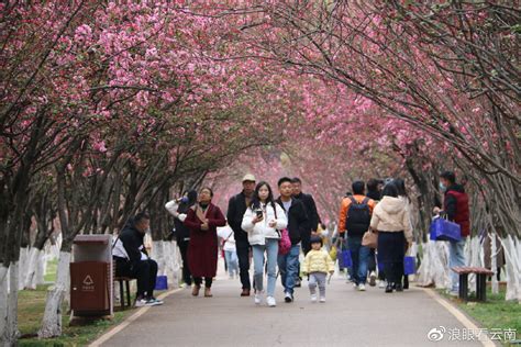 第二十三届樱花节暨第八届“圆通樱潮”非物质文化遗产展3月1日启幕