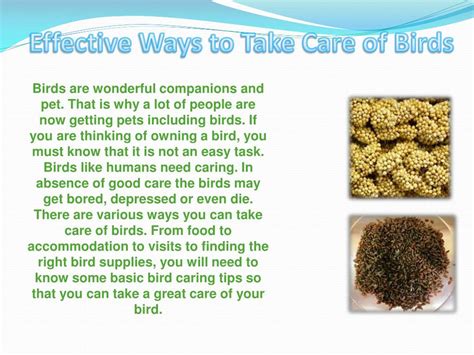 PPT - Effective Ways to Take Care of Birds PowerPoint Presentation ...