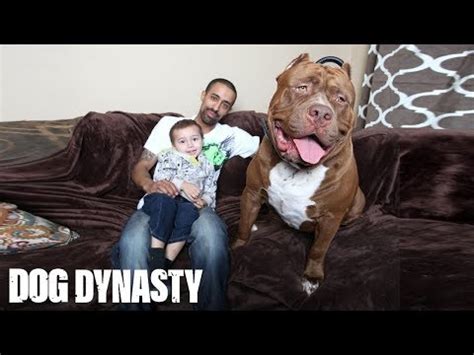 Guide on Pitbull Puppies, How Much Did Hulk The Pitbull Puppies Sell ...