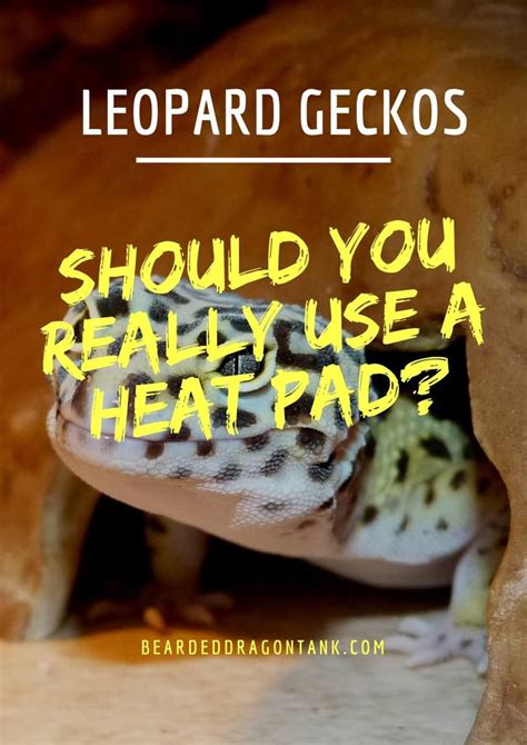 Bearded Dragon Tank: Should You Really Use A Leopard Gecko Heat Pad?