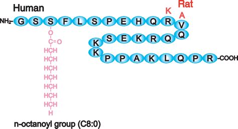 Figure 3 from Ghrelin: structure and function. | Semantic Scholar