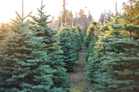 A Cut Above: Alabama Christmas Tree Farms Offer Holiday Fun - Alabama Farmers Federation