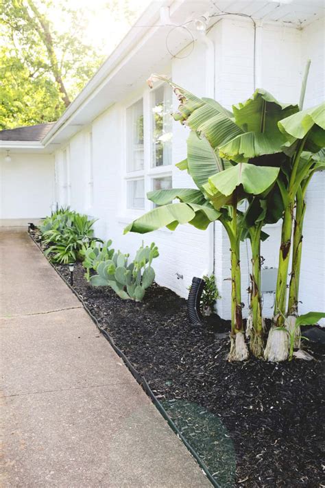 How I Keep Tropical/Desert Plants in a Cold Climate Location - A Beautiful Mess