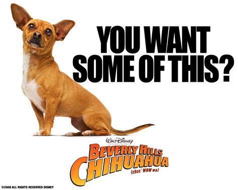 Papi - Beverly Hills Chihuahua movie Wallpaper (16728592) - Fanpop