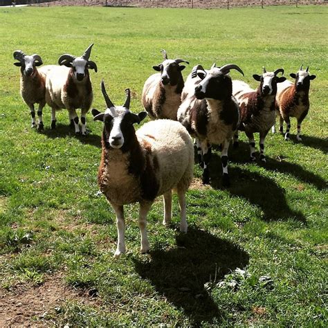 Jennifer on Instagram: “One of the cool things about heritage breeds (like Jacob sheep) is that ...