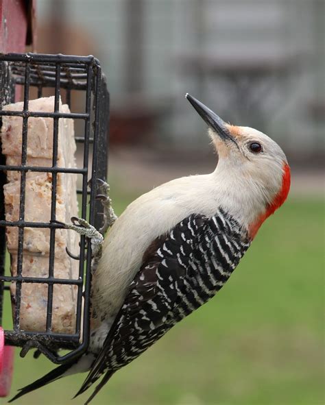 Red bellied woodpecker,feeder,woodpecker,bird,wildlife - free image ...