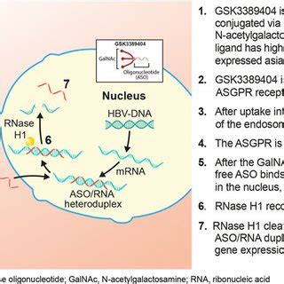 GSK3389404 mode of action. HBV indicates hepatitis B virus. | Download Scientific Diagram