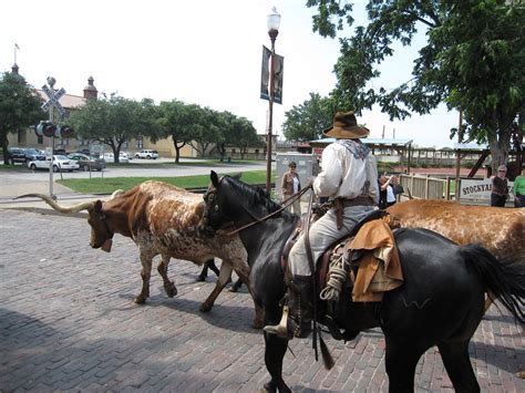 Fort Worth cattle drive | trenttsd | Flickr