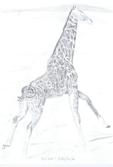 Giraffe Pencil Drawing