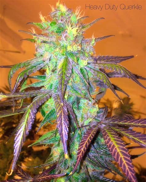 Heavy Duty Querkle (par Twisty Seeds) :: Info de Variété