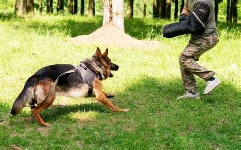 German Shepherd Training: Tips and Techniques