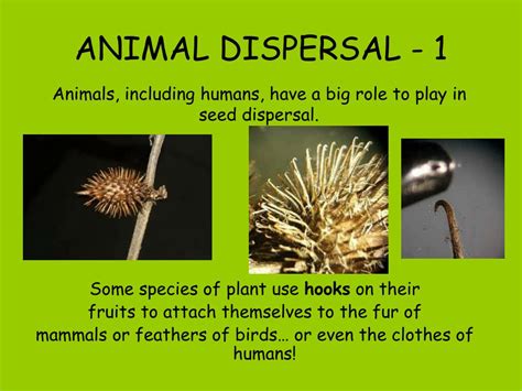 PPT - Seed Dispersal How does it happen? PowerPoint Presentation, free download - ID:142186