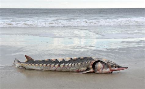 Prehistoric and endangered Atlantic sturgeon found on East Coast beach