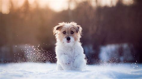 Hình nền chó mùa đông - Top Những Hình Ảnh Đẹp