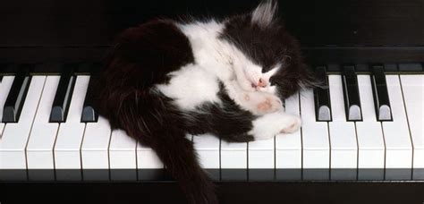 Official: cats find classical music relaxing - Classic FM