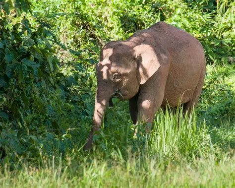 Borneo Elephant - Facts, Diet, Habitat & Pictures on Animalia.bio