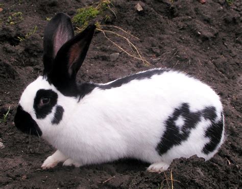 The Checkered Giant Rabbit - Complete Guide & Facts