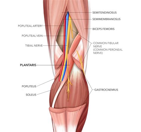 Sports Injury Bulletin - Diagnose & Treat - Plantaris tendon: the nuisance bystander?