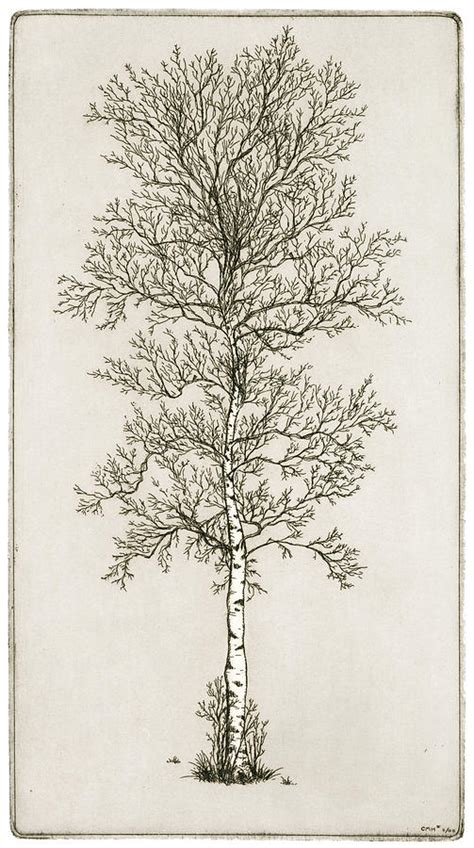 Birch Tree Drawing by Charles Harden