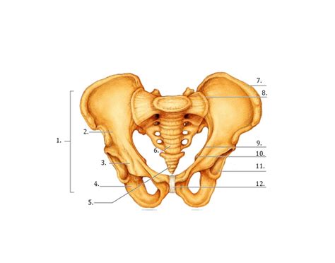 True and False Pelvis - Anatomy — Printable Worksheet