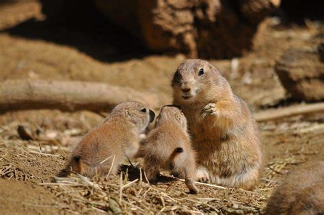 Black-tailed prairie dog | Smithsonian's National Zoo