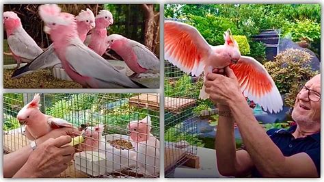 How To Breed Cockatoos? Update New - Achievetampabay.org