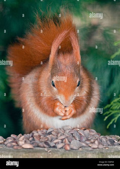 Squirrels Nuts Stock Photos & Squirrels Nuts Stock Images - Alamy