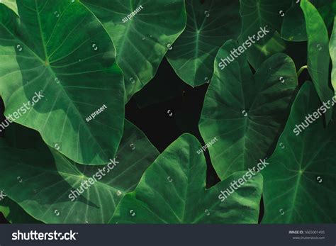 Green Leaf Textureleaf Texture Backgroundnatural Background Stock Photo 1665001495 | Shutterstock