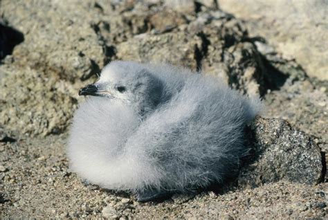 Snow Petrel | Facts, pictures & more about Snow Petrel