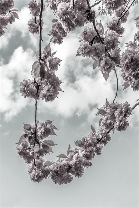 Buy Cherry Blossom Branch and Sky Wallpaper | Happywall