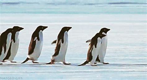 Penguin S GIFs - Find & Share on GIPHY