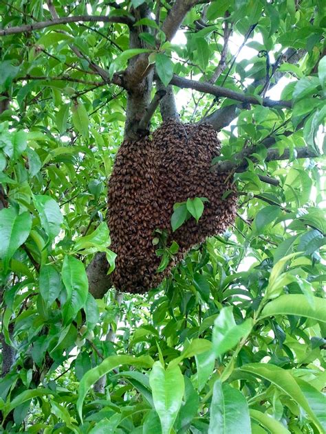 For The Time Beeing: First Honey Bee Swarm of the Year!