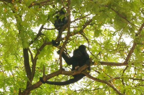 Howler Monkeys at the Beach, Tamarindo, Costa Rica Howler Monkey ...