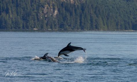 Campbell River: Wildlife Tour by Covered Boat | GetYourGuide