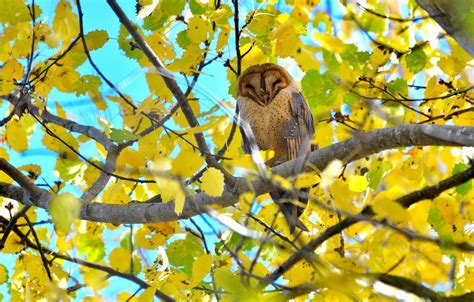 Autumn Owl Wallpapers - Wallpaper Cave