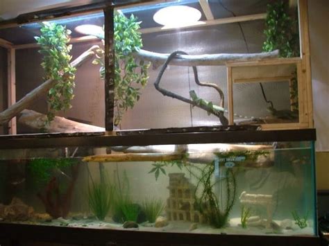 12Bearded Dragon Habitat (With images) | Water dragon, Chinese water ...