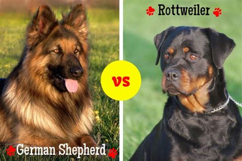 Are Rottweilers Stronger Than German Shepherds