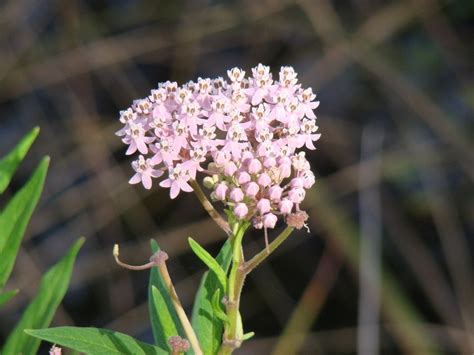 How to Grow Florida Native Milkweed From Seed | Naples Botanical Garden