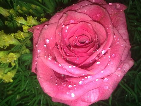 Natural HD Wallpaper: beautiful roses with water drops | beautiful roses in the world ...