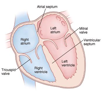 What is located between the upper and lower chambers of the heart ...