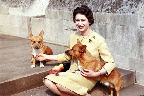 Queen Elizabeth II And Her Corgis (PHOTOS) | HuffPost