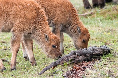 Baby Bison Calves Photo | Richard Wong Photography