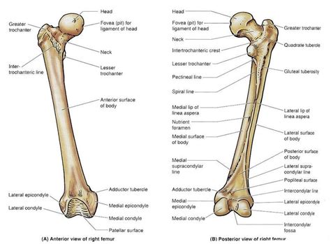 femur bone diagram - Google Search | Femur bone, Skull and bones, Bones