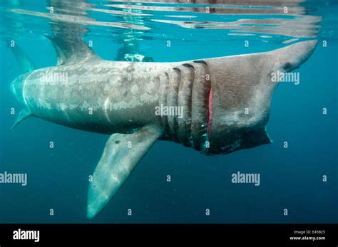 Basking shark mouth hi-res stock photography and images - Alamy