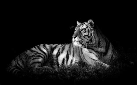 White Siberian Tiger Wallpapers - Wallpaper Cave