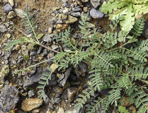 Astragalus edulis - Plant Biodiversity of South-Western Morocco