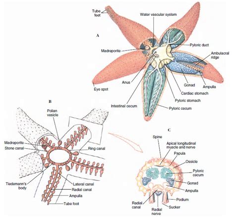 Class Asteroidea | Echinoderms | The Diversity of Animal Life